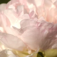 柔らかく波打つ花びらが重なる薄いピンクのボタンの花の写真