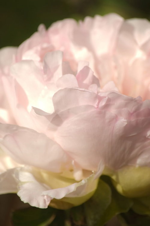 柔らかく波打つ花びらが重なる薄いピンクのボタンの花