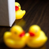 壁の横から浮気現場を覗き見るあひるちゃんの写真