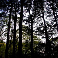 光が差し込む雑木林を見上げたシルエットの写真