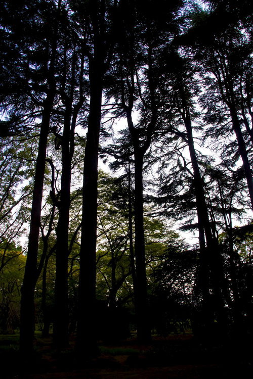 光が差し込む雑木林を見上げたシルエット