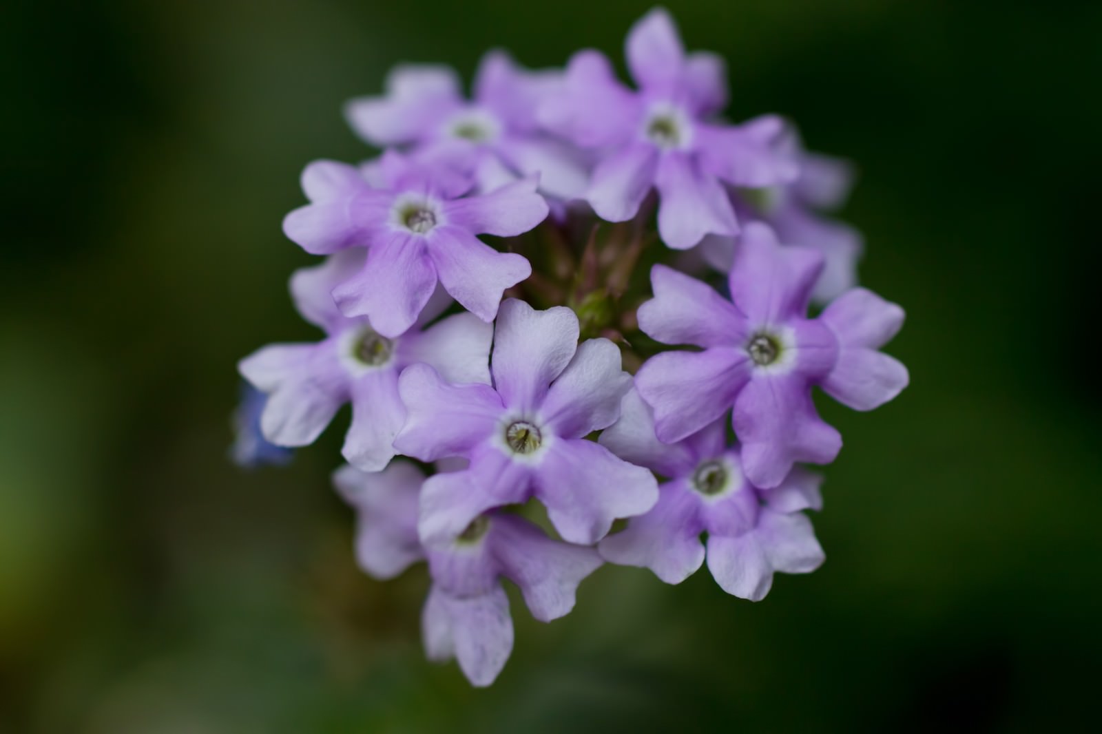 星形の紫色の小さな花