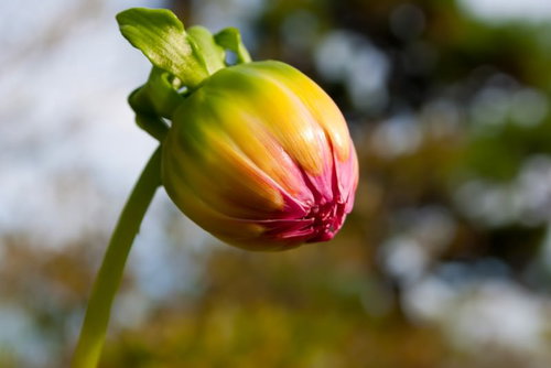 ピンクから黄緑のグラデーションの開花前のつぼみ
