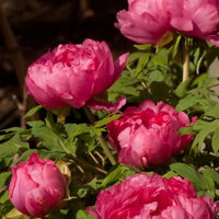 丸く膨らんだピンクの花びらが重なる寒牡丹の写真