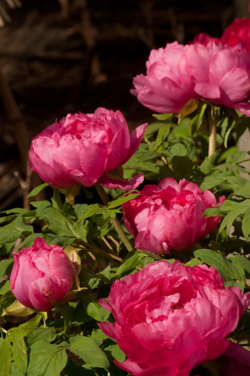 丸く膨らんだピンクの花びらが重なる寒牡丹