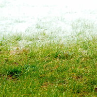 雪解けの地面から芽吹く緑の冬と春の狭間の写真