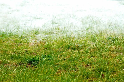 雪解けの地面から芽吹く緑の冬と春の狭間