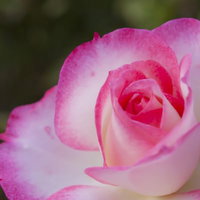 日差しに照らされたピンク色のバラの花と緑の葉の写真
