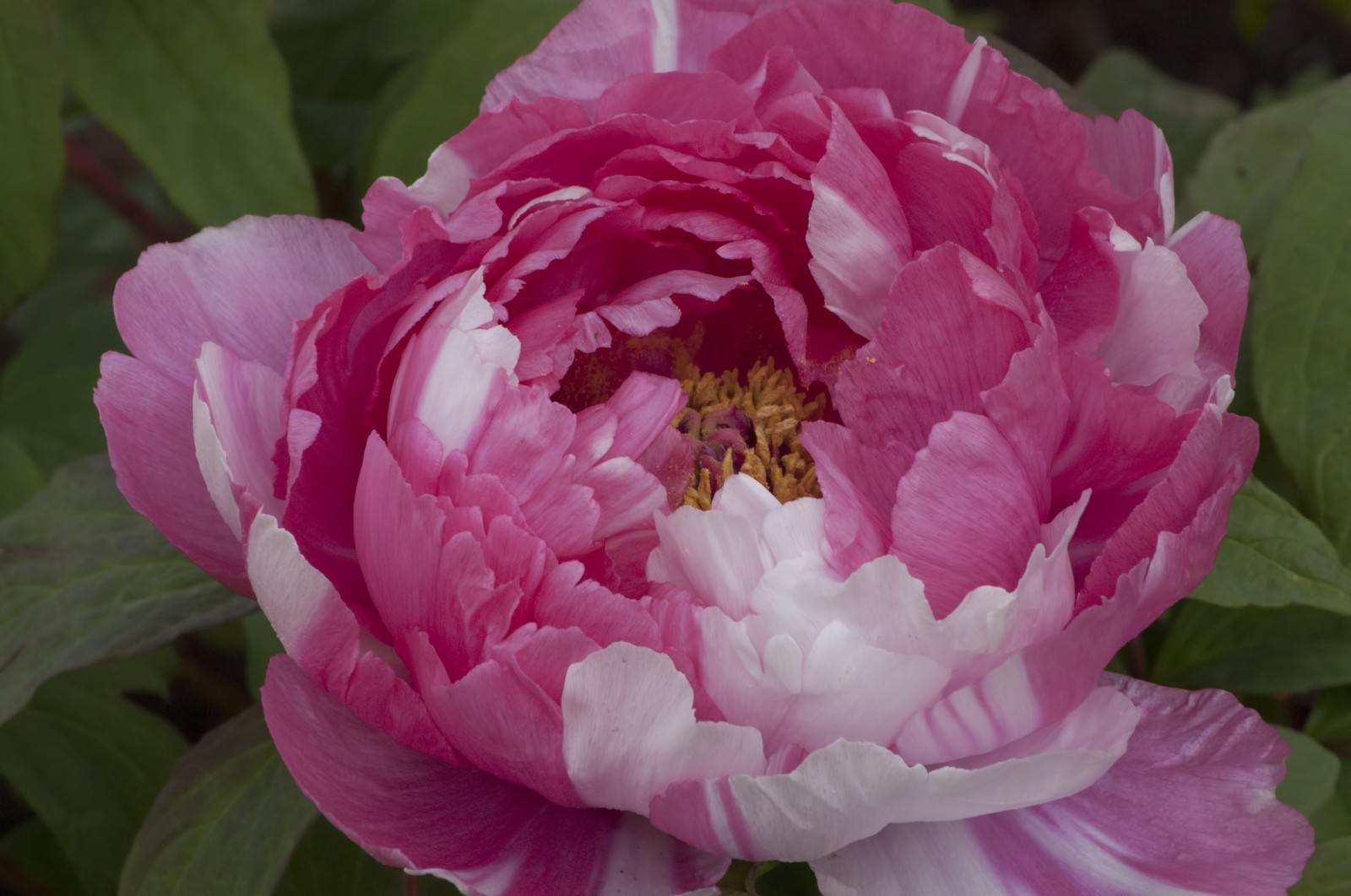 絞りの入った大きなボタンの花