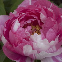 黄色い雄しべが集まる中心部が見える絞りの入ったボタンの花の写真