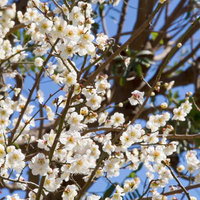 緑の葉を背景に咲く白い梅の花の枝の写真