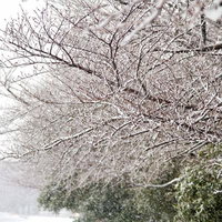 枝に白い雪が積もる冬の桜の木々の写真