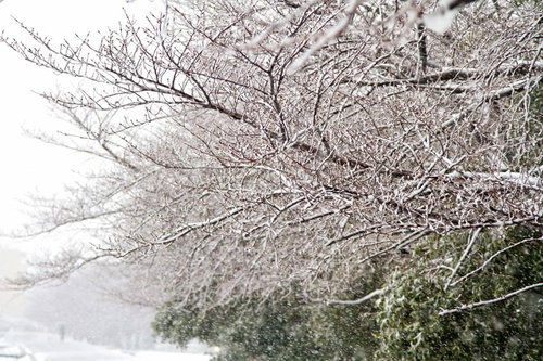 枝に白い雪が積もる冬の桜の木々