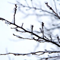 枝先のつぼみに白い雪が積もった桜の木の写真