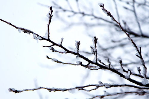 枝先のつぼみに白い雪が積もった桜の木