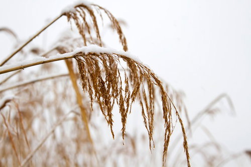 穂先に白い雪がかぶさった冬のススキ