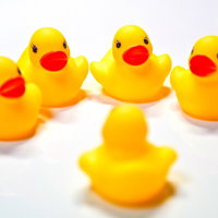 4羽が正面を向く中1羽だけ後ろ向きのあひるちゃんを説得中の写真