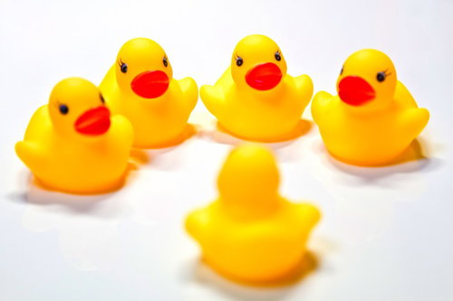 4羽が正面を向く中1羽だけ後ろ向きのあひるちゃんを説得中