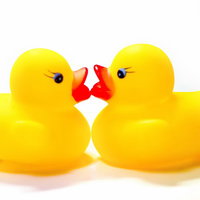 向かい合ってくちばしを近づけるチューするあひるちゃんの写真