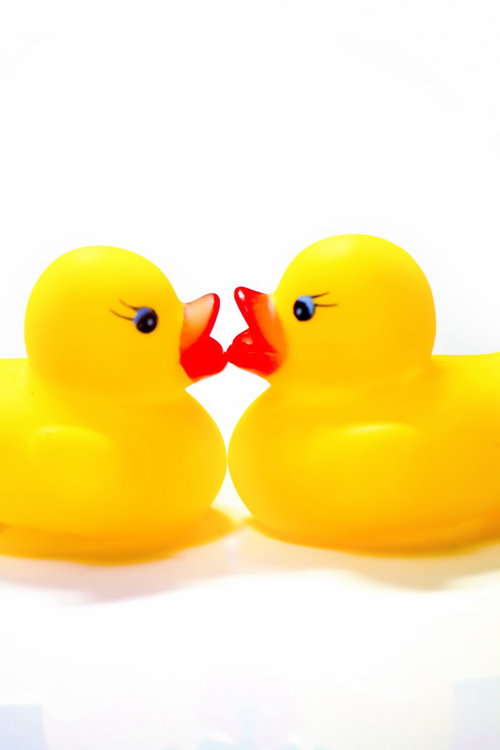 向かい合ってくちばしを近づけるチューするあひるちゃん