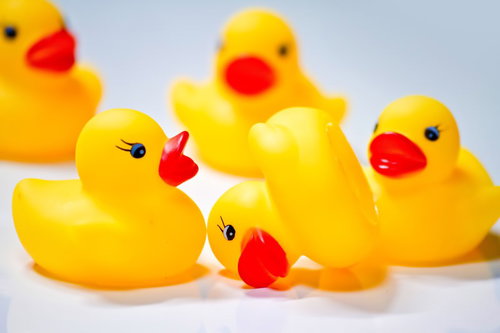 白い面の上で並ぶ5羽のあひるちゃん集団リンチ