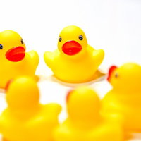 円形に集まって頭を寄せ合うあひるちゃん達の会議風景の写真