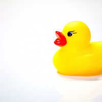 横を向いて一列に並ぶ黄色いあひるちゃんのおもちゃの写真