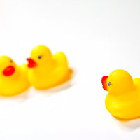 あひるちゃん浮気現場を発見！の写真