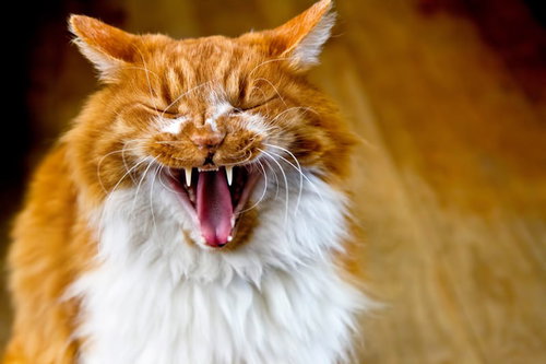 口を大きく開けてアクビする長毛の茶白猫
