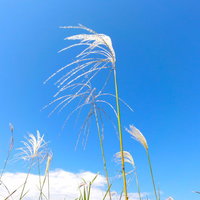 晴れた青空を背景に穂がゆれるすすきの写真