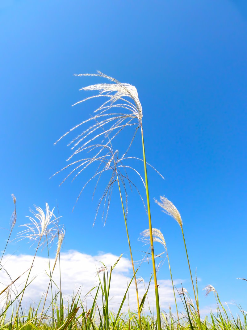 青空を背景にゆれるすすきの穂