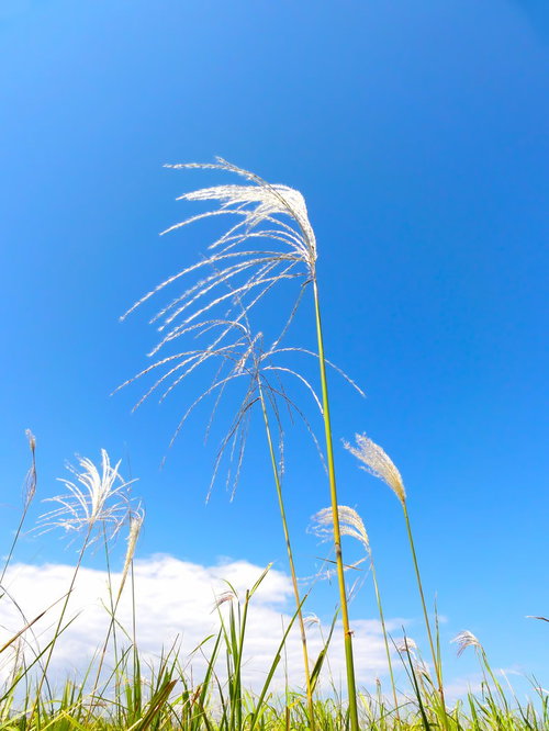 晴れた青空を背景に穂がゆれるすすき
