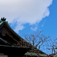 冬の枝越しに見える青空と神社の境内の屋根の写真