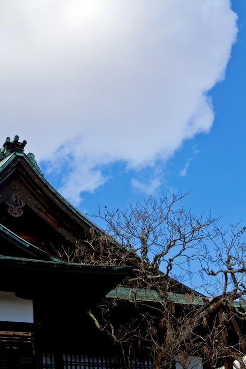 冬の枝越しに見える青空と神社の境内の屋根