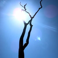 太陽が光るハワイ島の枯れ木のシルエットの写真