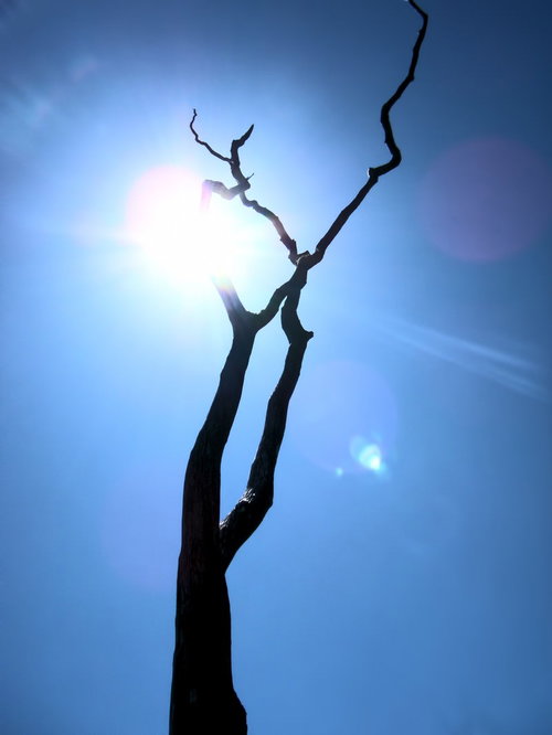 太陽が光るハワイ島の枯れ木のシルエット