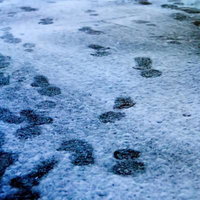 うっすら積もった雪に残る降り始めの足跡の写真
