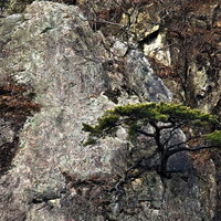 大きな岩壁から横に伸びる松の木の写真