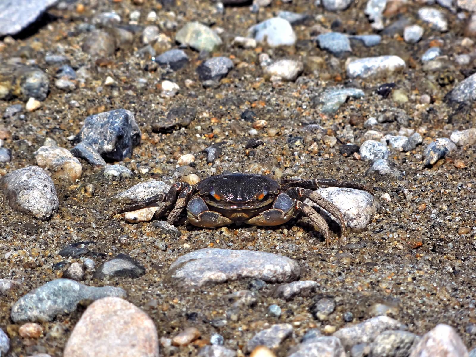 砂地の上で脚を広げたカニ