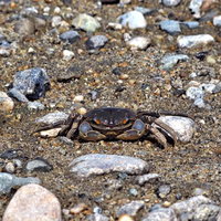 砂地の上で脚を広げた干潮の河口の蟹の写真