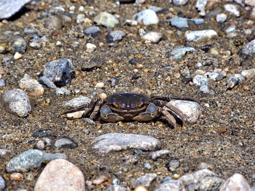 砂地の上で脚を広げた干潮の河口の蟹