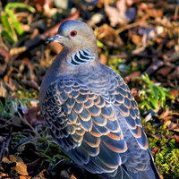 地面に立つオレンジ色の目をした鳩の写真
