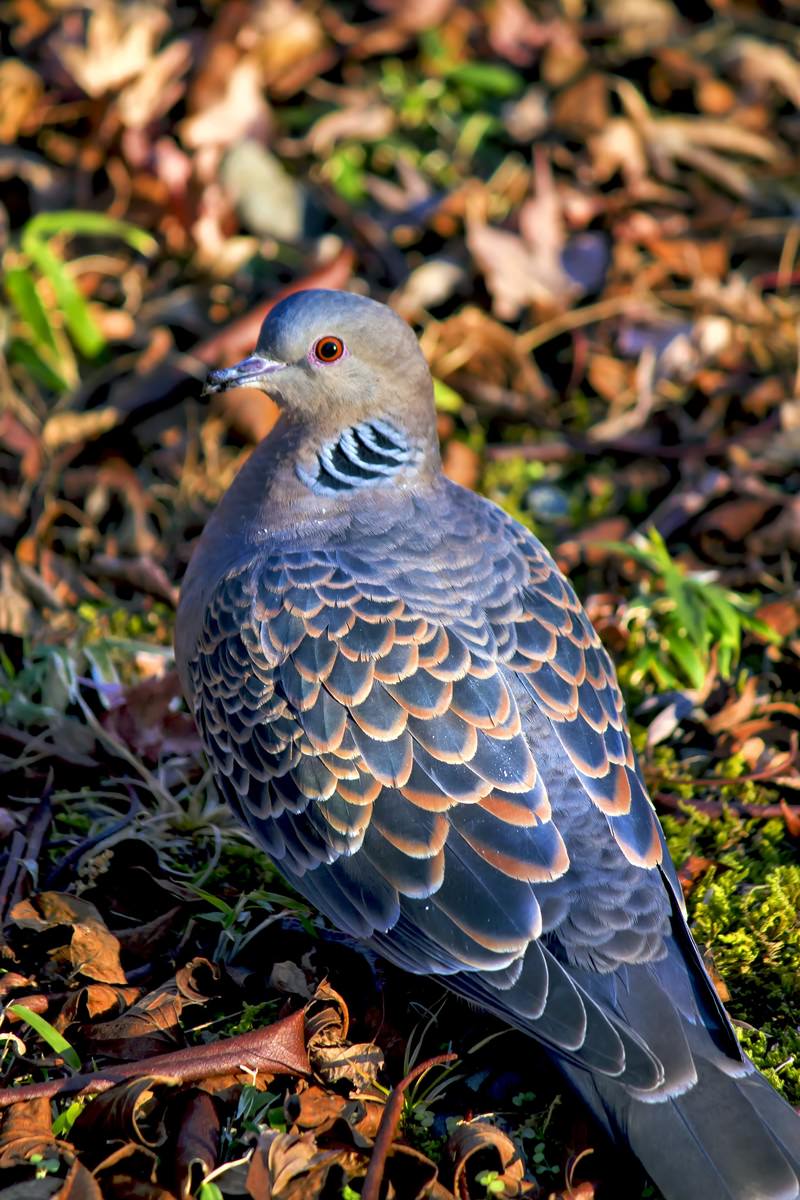 枯れ葉の地面に立つオレンジ目の鳩
