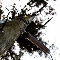 針葉樹の枝越しに見上げた木製の電柱の写真