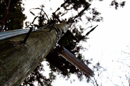 針葉樹の枝越しに見上げた木製の電柱