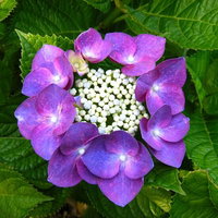 白い粒状の花を囲む紫色の額あじさいの花の写真