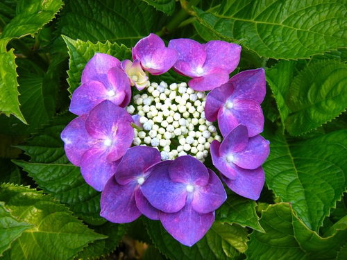 白い粒状の花を囲む紫色の額あじさいの花