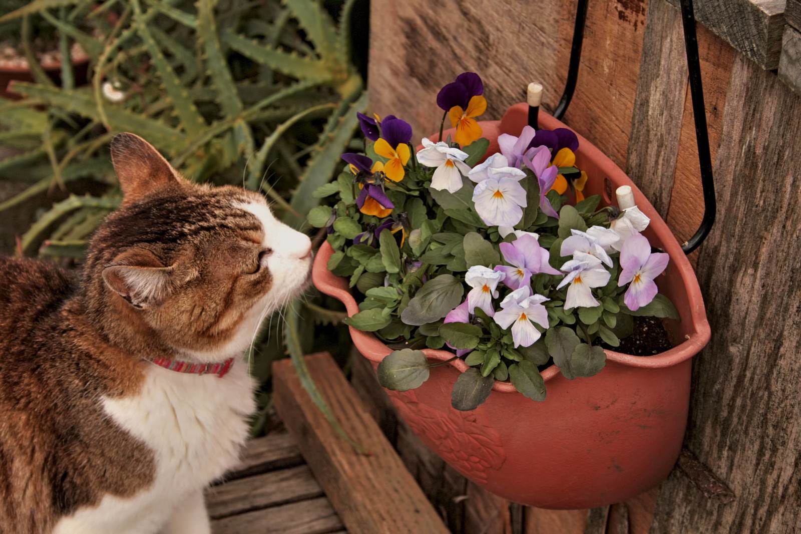 ビオラの花に顔を近づける茶トラ猫
