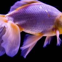 紫と白の体に大きなひれが広がる金魚の写真