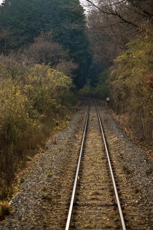 落ち葉が積もる森の中をまっすぐ続く山道の線路